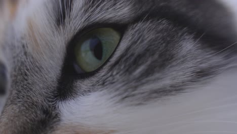 macro detail closeup of long-haired calico cat pupils eye widening, slomo