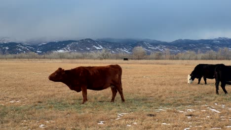 cattle grazing in open space