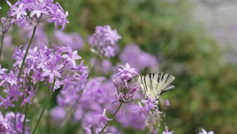 la mariposa vuela recogiendo néctar de flores moradas en el jardín