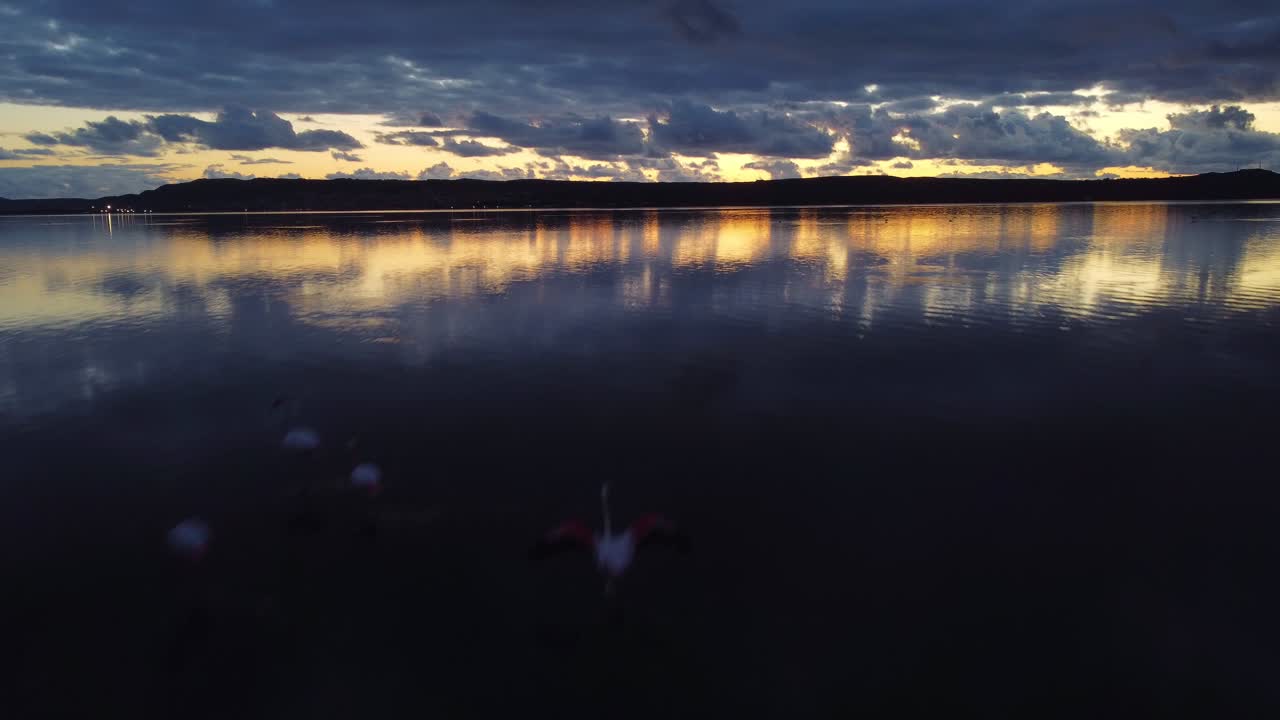 majestuosa fotografía aérea baja de aguas marinas pacíficas con vida silvestre de flamencos, cerdeña