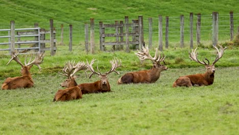 several red deer stags with large antlers lie calmly on a green pasture near wooden fencing under natural daylight, captured with a steady camera