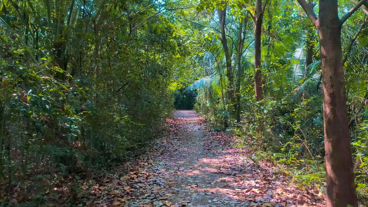 タイ、バンコク郊外のシーナコーン・クアンカーン公園・植物園にある、緑のトンネルを形成する葉の茂る森の道。散歩中の視点。