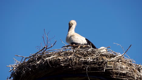 storks sitting in a nest on a cloudless summer day
