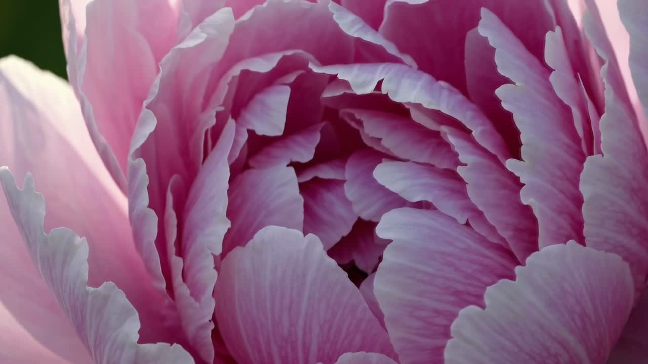 Close-up video of a pink peony flower, capturing delicate petals in soft focus