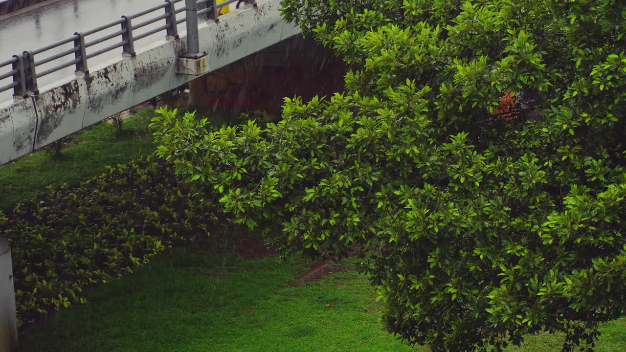 lloviendo sobre la vegetación de la ciudad
