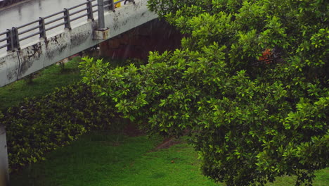 raining on greenery in the city