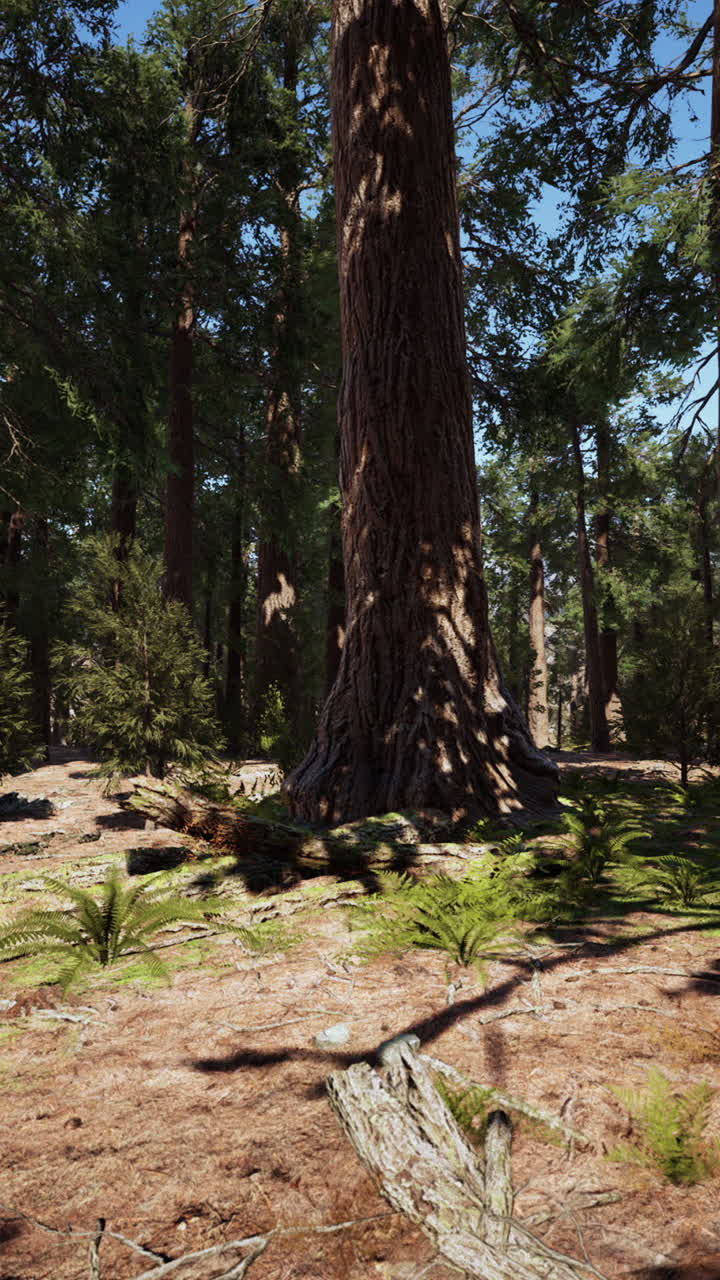 Alberi alti in una foresta soleggiata