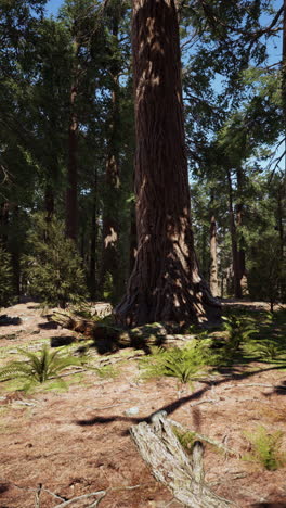 tall trees in a sunlit forest