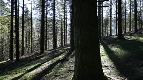 Panoramic-view-of-a-forest-at-sunrise