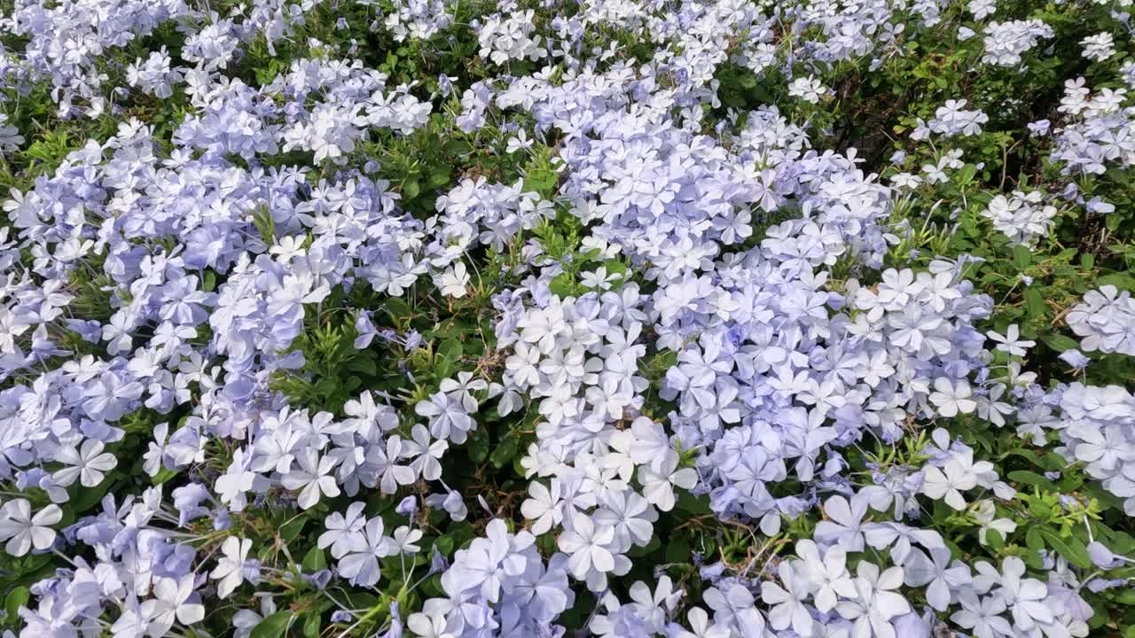 una vibrante exhibición de flores de lila en flor.