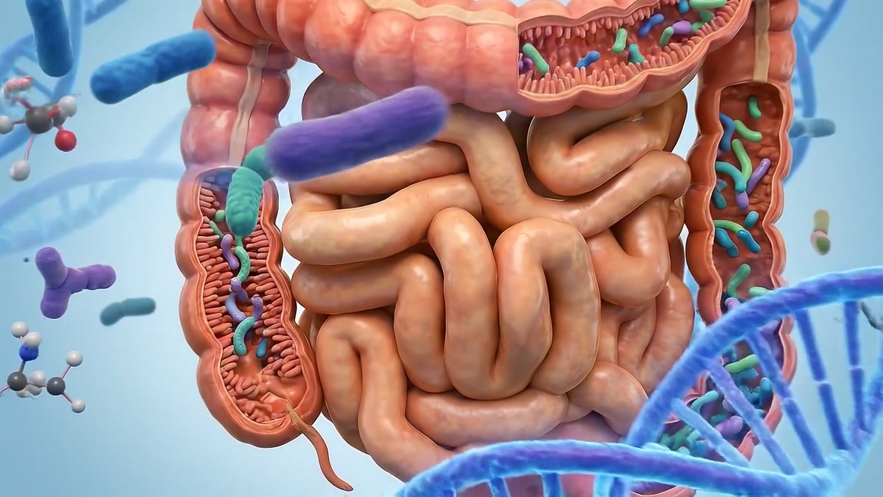 Human Intestines and Gastrointestinal Tract Illustration with DNA Strands