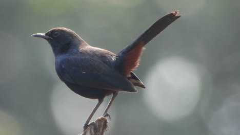 black robbin bird in forest