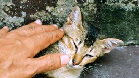 cat laying on floor while man hand scratch and grope on its body