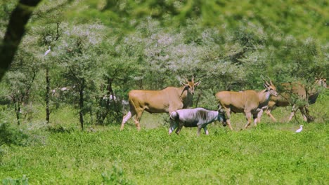 ñus y antílopes en el salvaje tanzania áfrica en el rancho manyara
