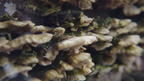 Mushrooms-and-fungus-growing-from-wood-log