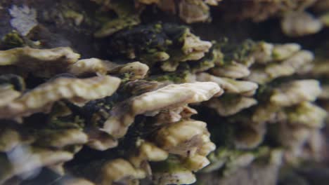 hongos y hongos que crecen a partir de troncos de madera