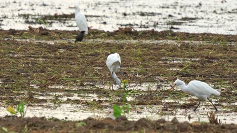 close up shot of a flock of great egret foraging for fallen crops on the soil ground after paddy fields have been harvested