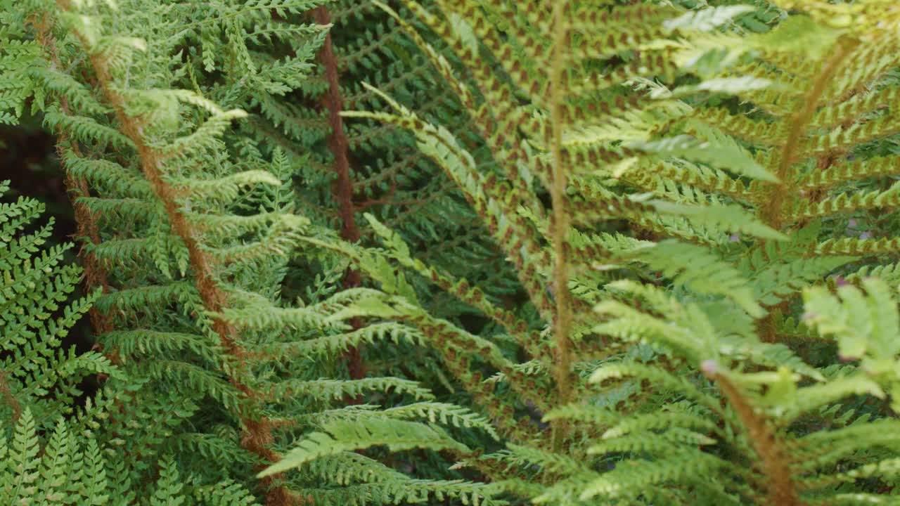 Green bracken fern leaves gently moving in wind, natural daylight, static camera, close-up view