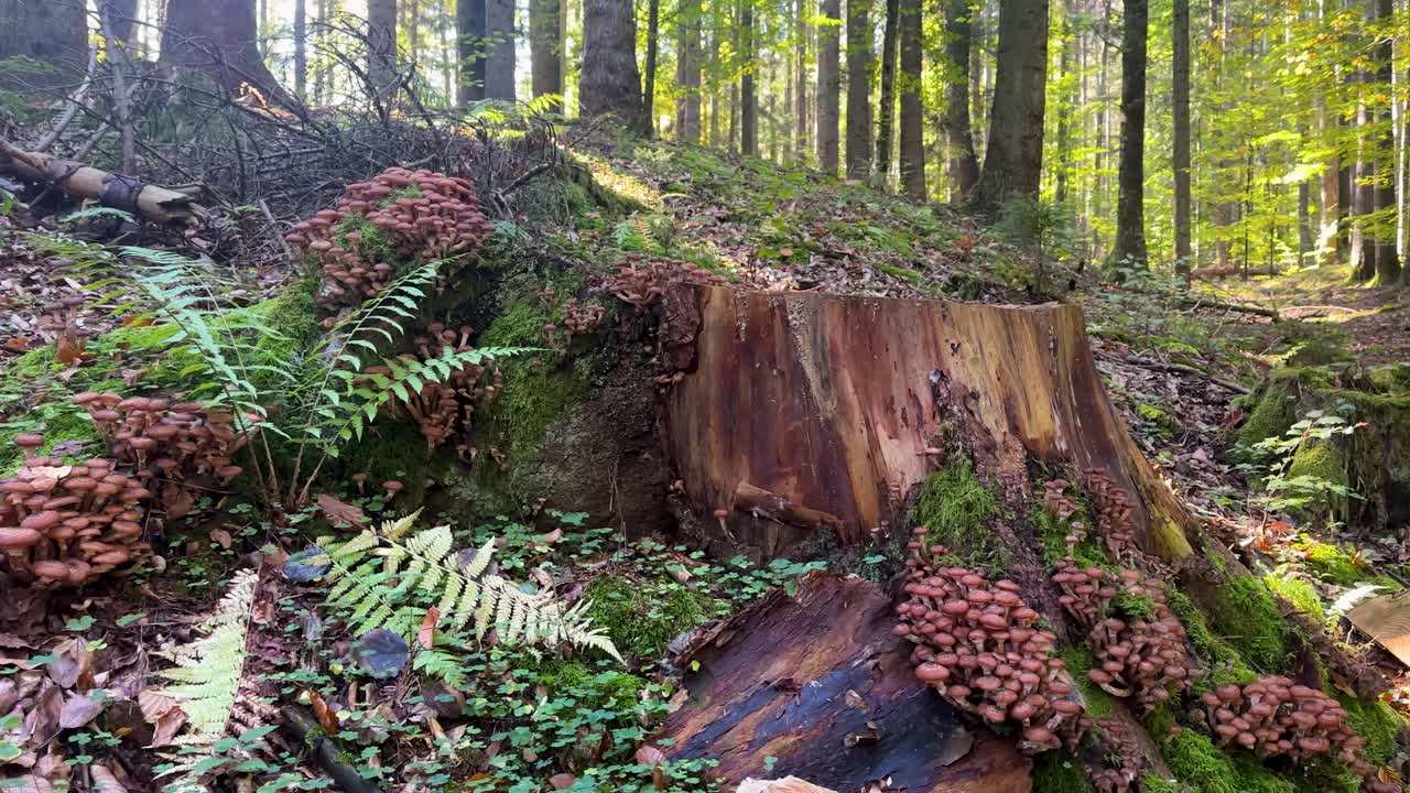 Pan-up reveals wild "ghebe" mushrooms growing on tree root