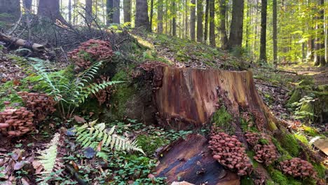 pan-up reveals wild "ghebe" mushrooms growing on tree root