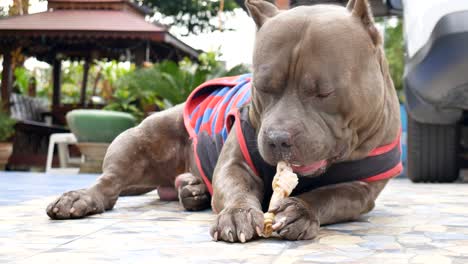 pitbull dog chewing leather bone or rawhide