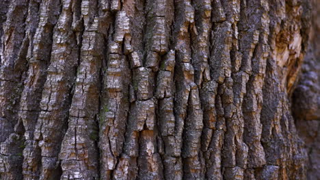 close-up of textured tree bark