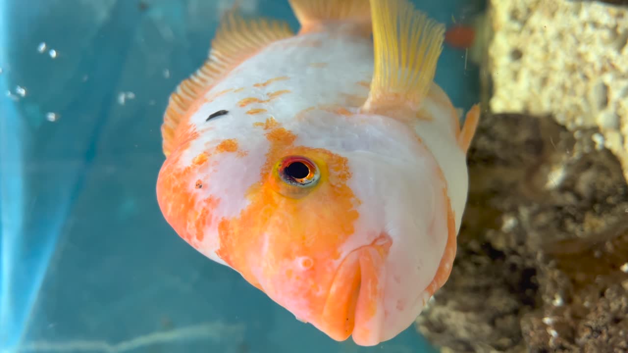 킹 미다스 종 의 시클리드 물고기 의 머리 를 자세히 찍은 수직 사진