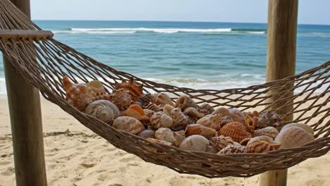 a beautiful display of seashells resting in a hammock on the beach, capturing the serenity of the ocean and nature's wonders in sunlit ambiance