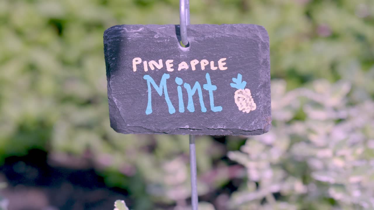 shows a garden with a sign that reads "pineapple mint," with a green and blurry background.