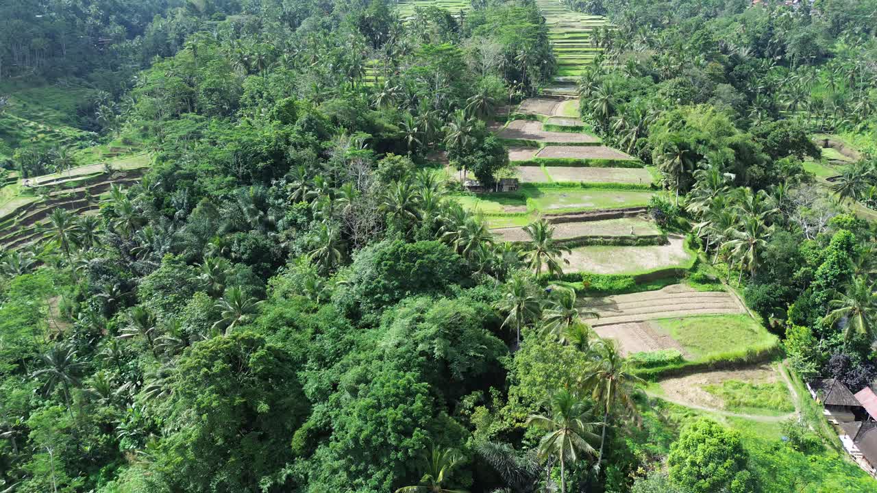 A drone view of the lush rice terraces in Ubud, Bali, under a clear blue sky. The vibrant green fields stretch as far as the eye can see, capturing the beauty of nature on a perfect sunny day.