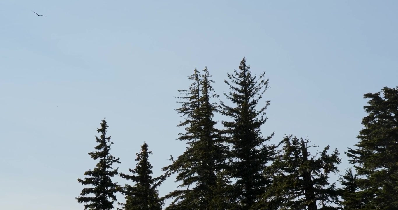 Bald eagle soaring above Mount Juneau, Alaska.