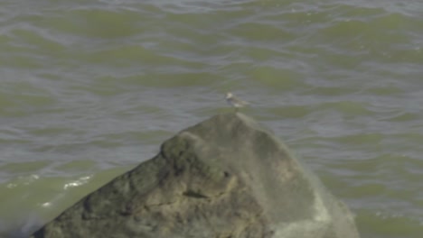 Imágenes-De-Velocidad-Normal-De-24-Fps-En-La-Playa-De-Galveston