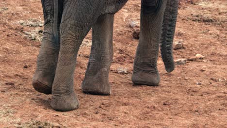 legs of african elephant walking in the aberdare national park in kenya