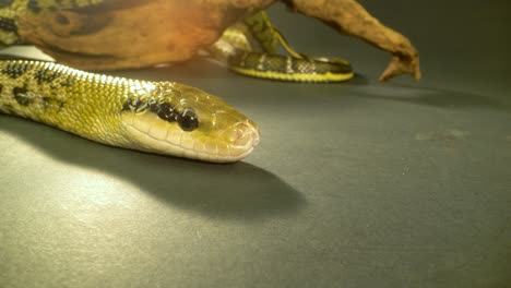 un primer plano de una serpiente