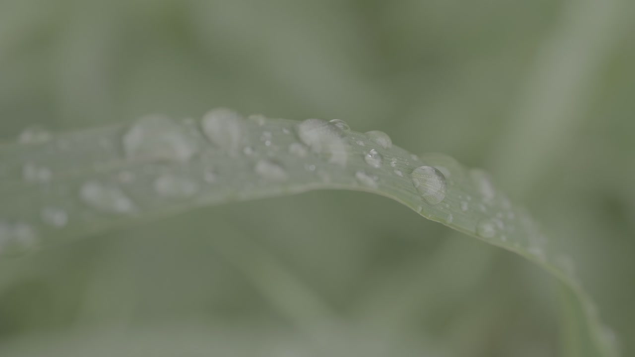 gotas de rocío en la hierba