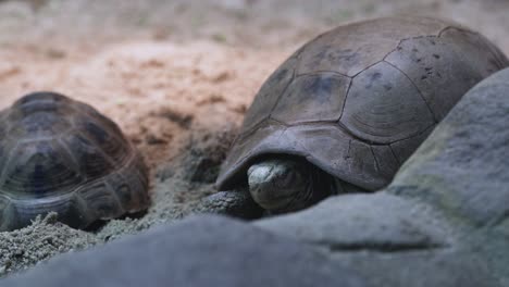 two tortoises rest quietly in a sandy zoo enclosure, surrounded by rocks, under soft natural lighting