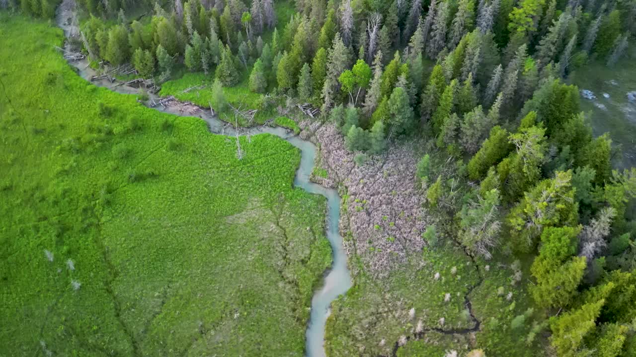 vista aérea de un colorido bosque de pastizales con huellas de animales y un arroyo que atraviesa