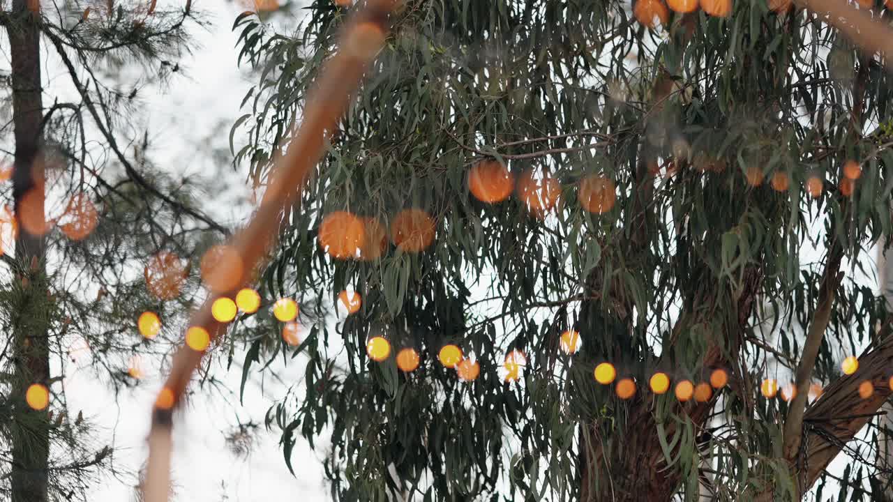 Orange string lights glow softly against eucalyptus tree background