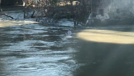 gaviota volando bajo sobre un río soleado en cámara lenta