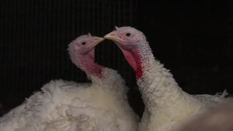 two white turkeys in the barn looking at camera