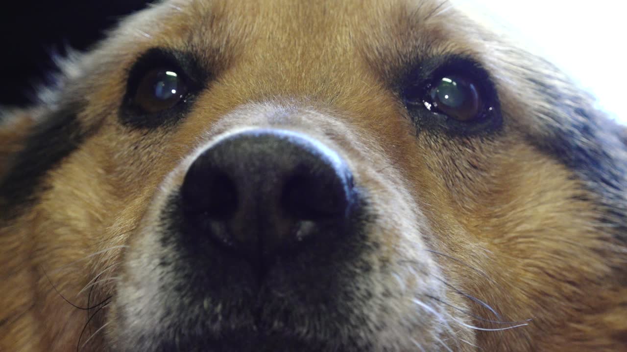 An old blind dog with a gray beard receives gentle affection from a man, who strokes it lovingly. The moment captures warmth, companionship, and care for senior pets.