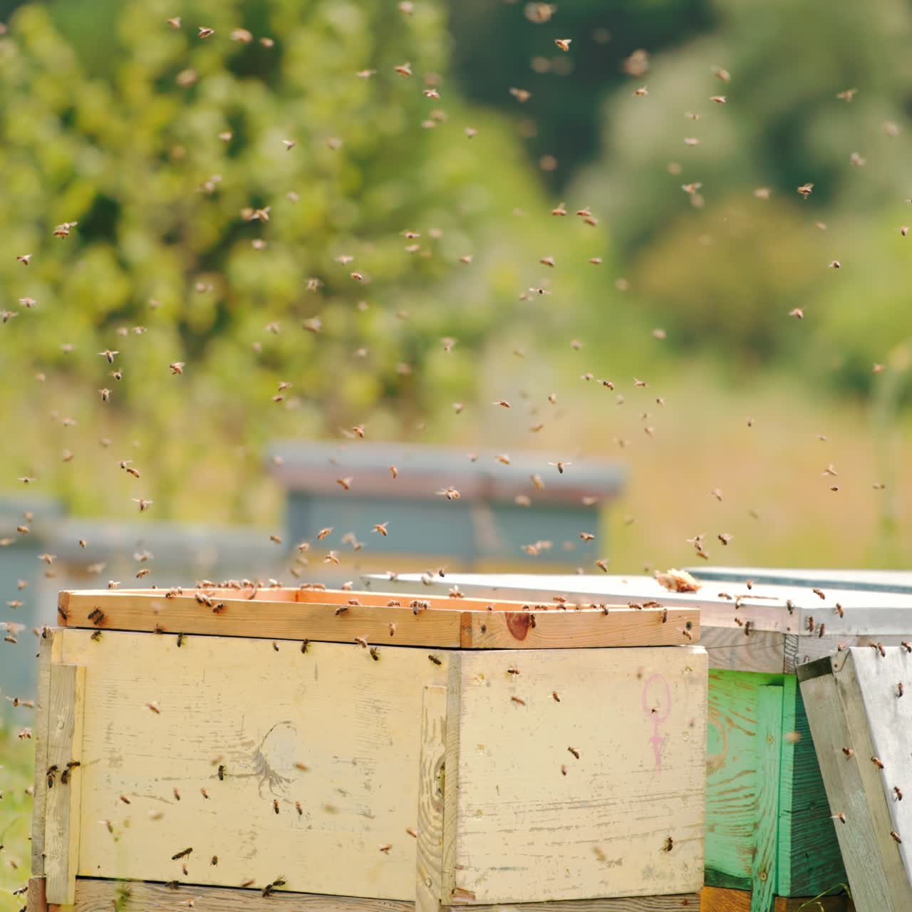 Numerous bees swarming around opened bee hives. Angry insects flying in the air annoyed by man's intrusion. Bee farm at blurred nature backdrop