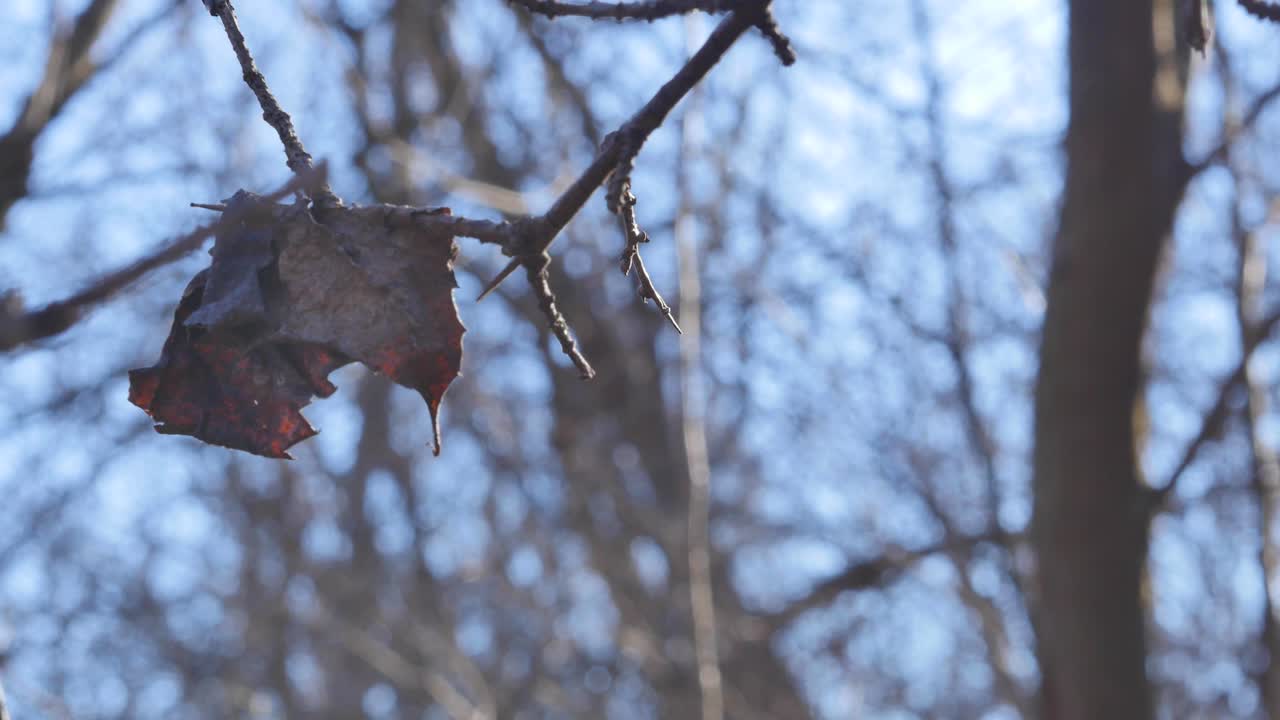 Close up shot of leaf blowing on branch