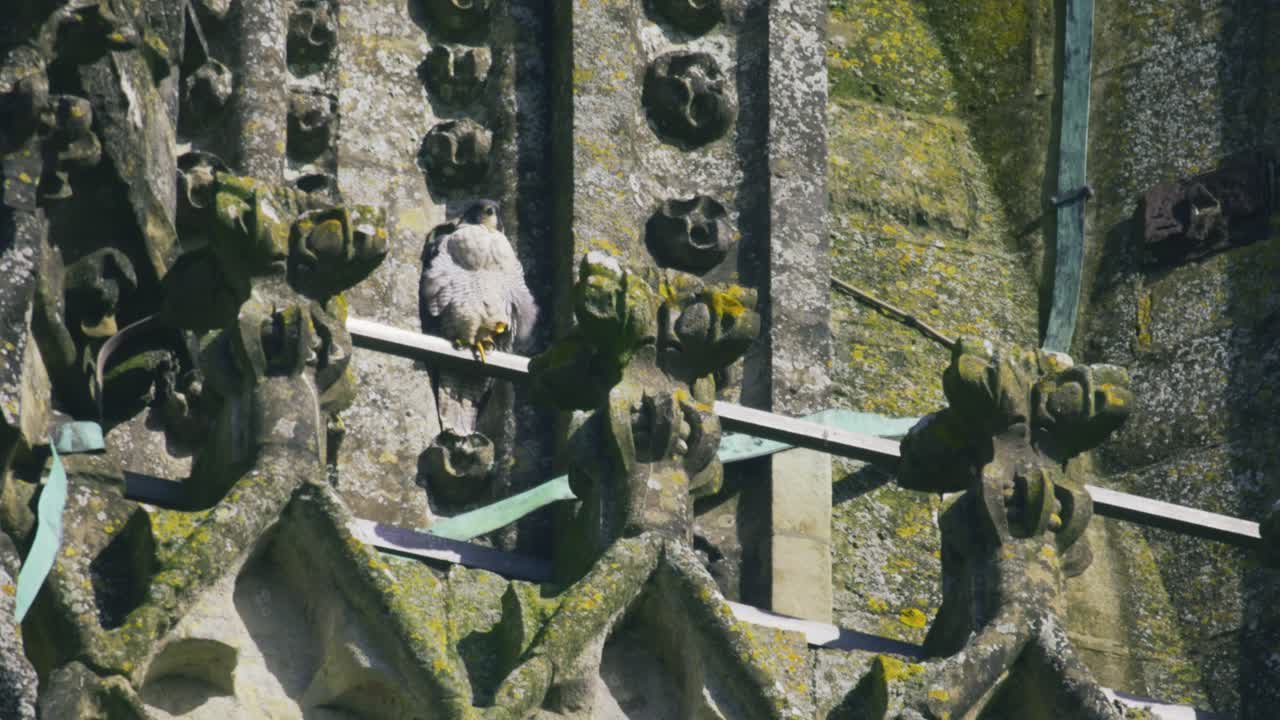 Falcão-peregrino empoleirado em alvenaria ornamentada logo acima do seu ninho na Catedral de Salisbury, exibindo comportamento de nidificação urbana de uma ave de rapina contra a detalhada arquitetura gótica histórica em Salisbury