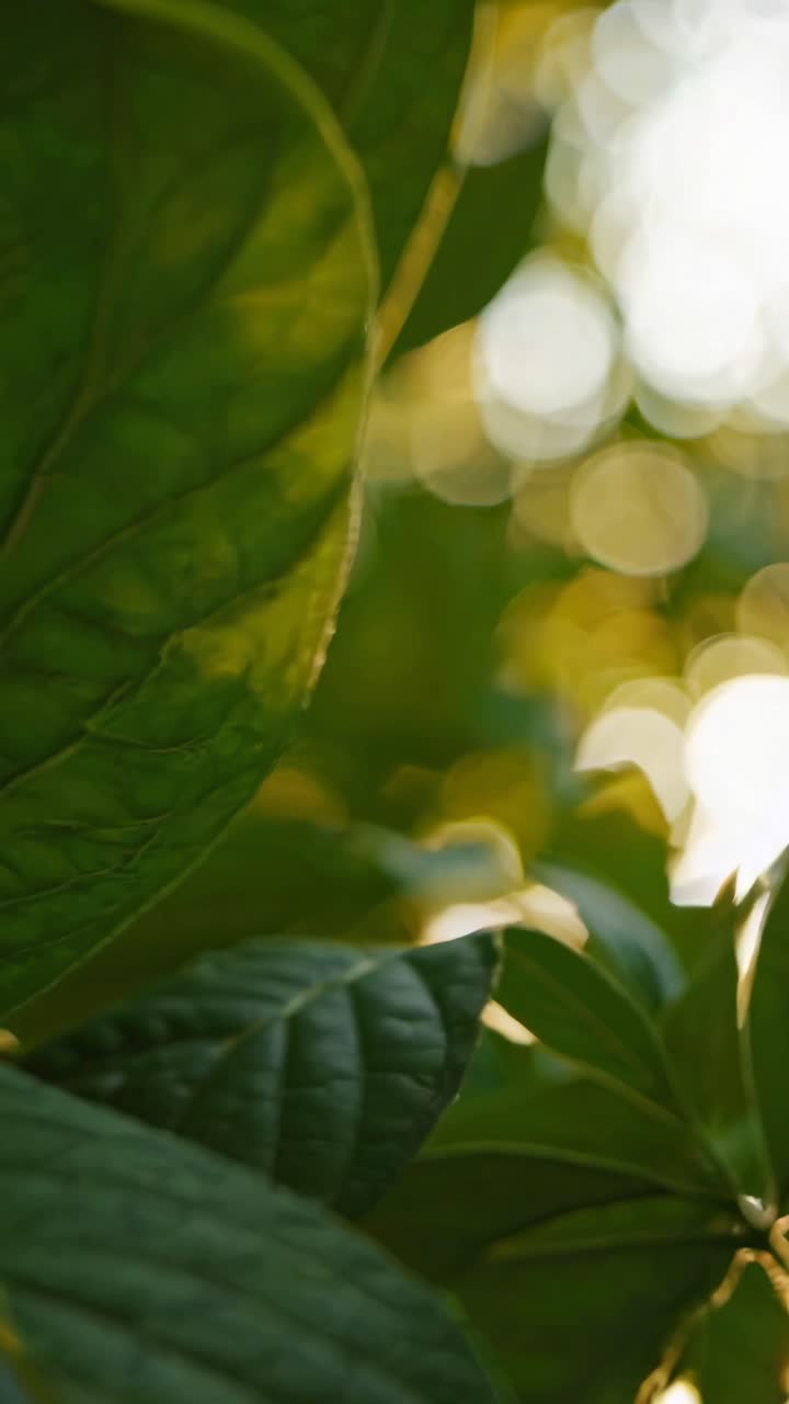 Close-up video of lush green leaves with sunlight bokeh in the background, shot from a low angle