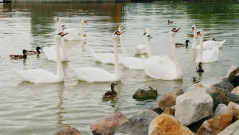 Bandada-De-Cisnes-Comiendo-Pan