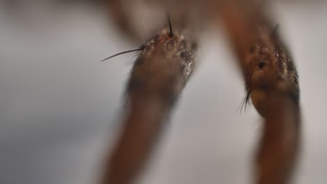 braune spinne auf weißer