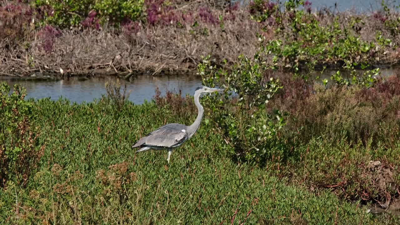 moviéndose hacia la derecha en busca de algo para comer, garza gris ardea cinerea, tailandia
