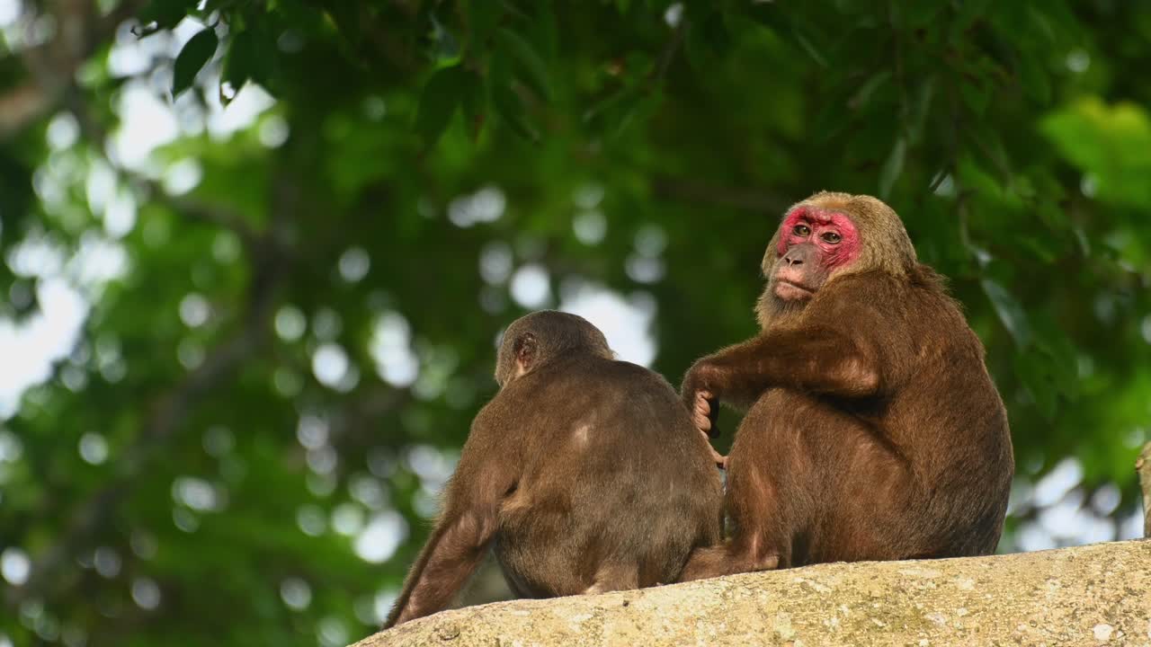 macaco de cola de muñón, macaca arctoides