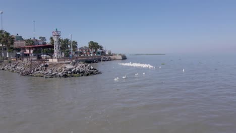 pelicans living, flying and swimming at the small town of petatan ,mexico by the chapala lake